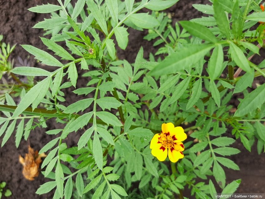 Лето в разгаре — Болталка и разговоры обо всем: жизнь (фото 4)