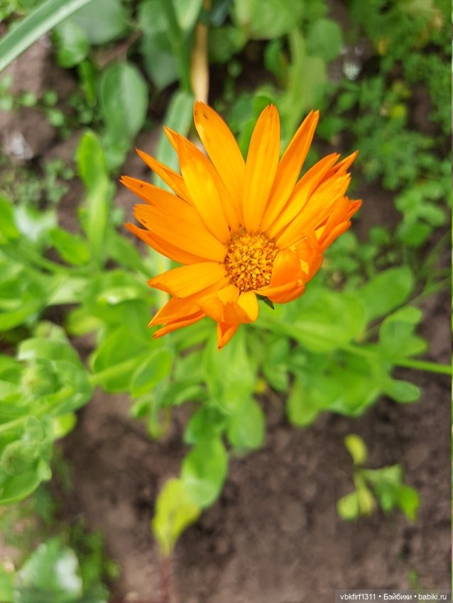 Лето в разгаре — Болталка и разговоры обо всем: жизнь