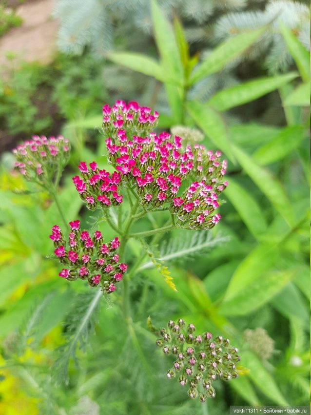 Лето в разгаре — Болталка и разговоры обо всем: жизнь (фото 2)