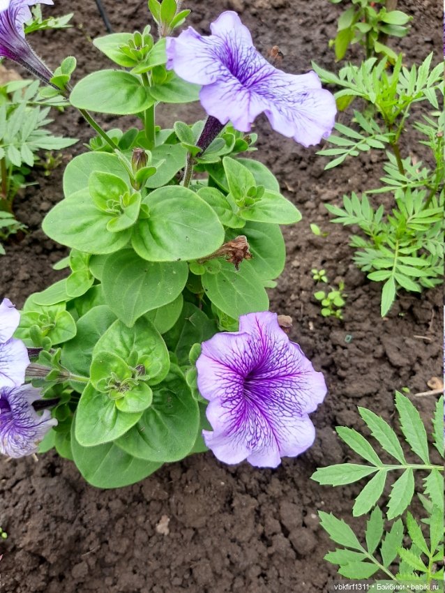 Лето в разгаре — Болталка и разговоры обо всем: жизнь (фото 5)