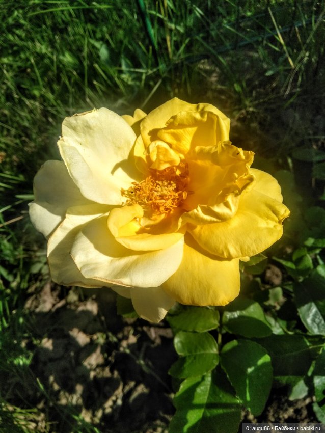 Куба и Киви — Фигурки Studio