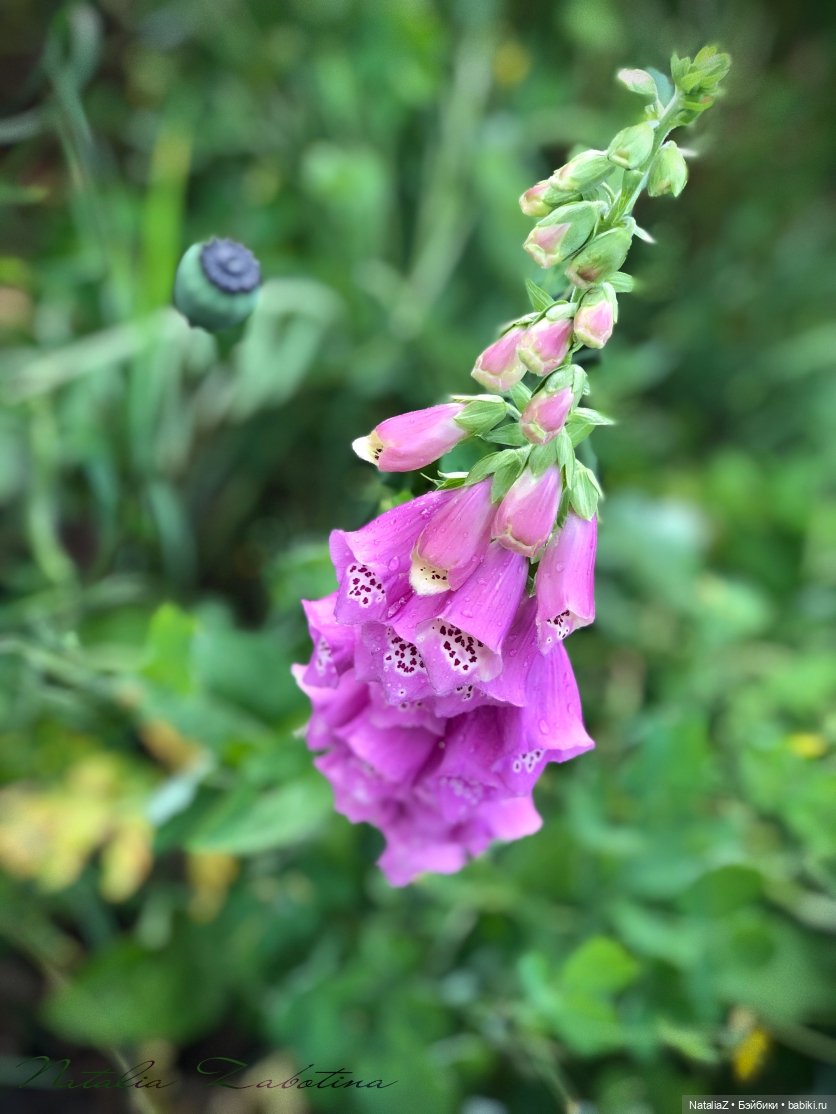 Дачница (блиц-версия) — Игровые куклы Zwergnase (Цвергназе) Junior: Джуниор