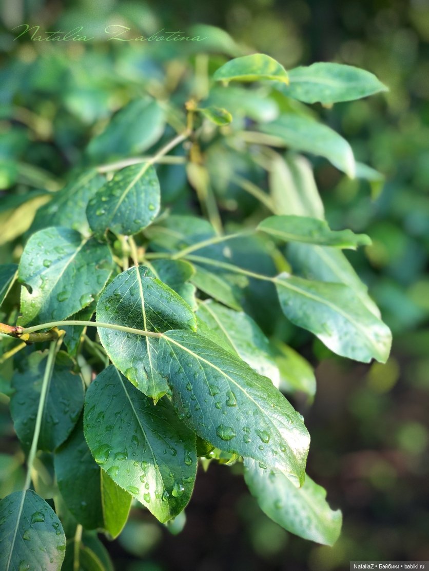 Дачница (блиц-версия) — Игровые куклы Zwergnase (Цвергназе) Junior: Джуниор