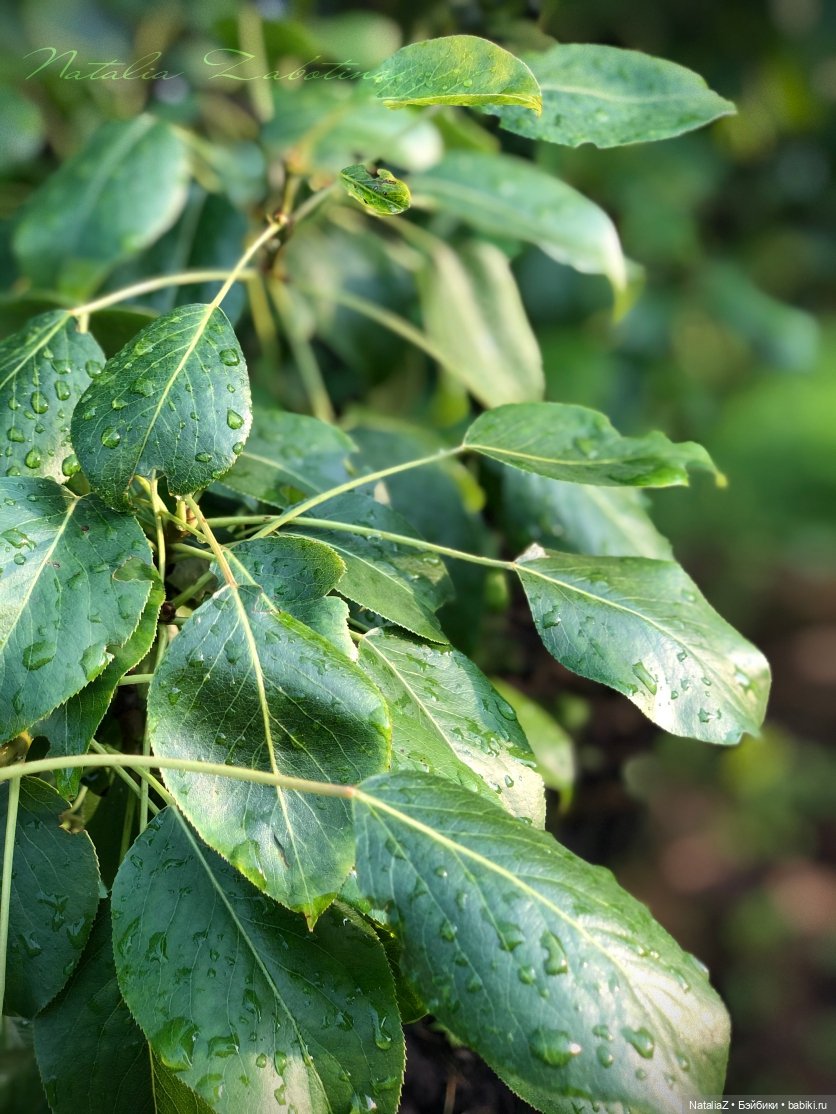 Дачница (блиц-версия) — Игровые куклы Zwergnase (Цвергназе) Junior: Джуниор