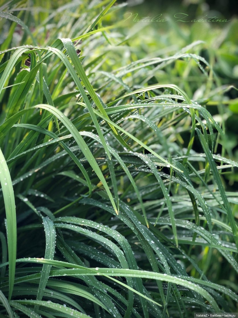 Дачница (блиц-версия) — Игровые куклы Zwergnase (Цвергназе) Junior: Джуниор (фото 10)