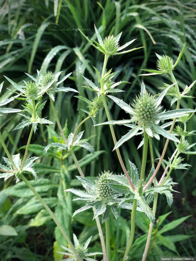 Дачница (блиц-версия) — Игровые куклы Zwergnase (Цвергназе) Junior: Джуниор (фото 9)