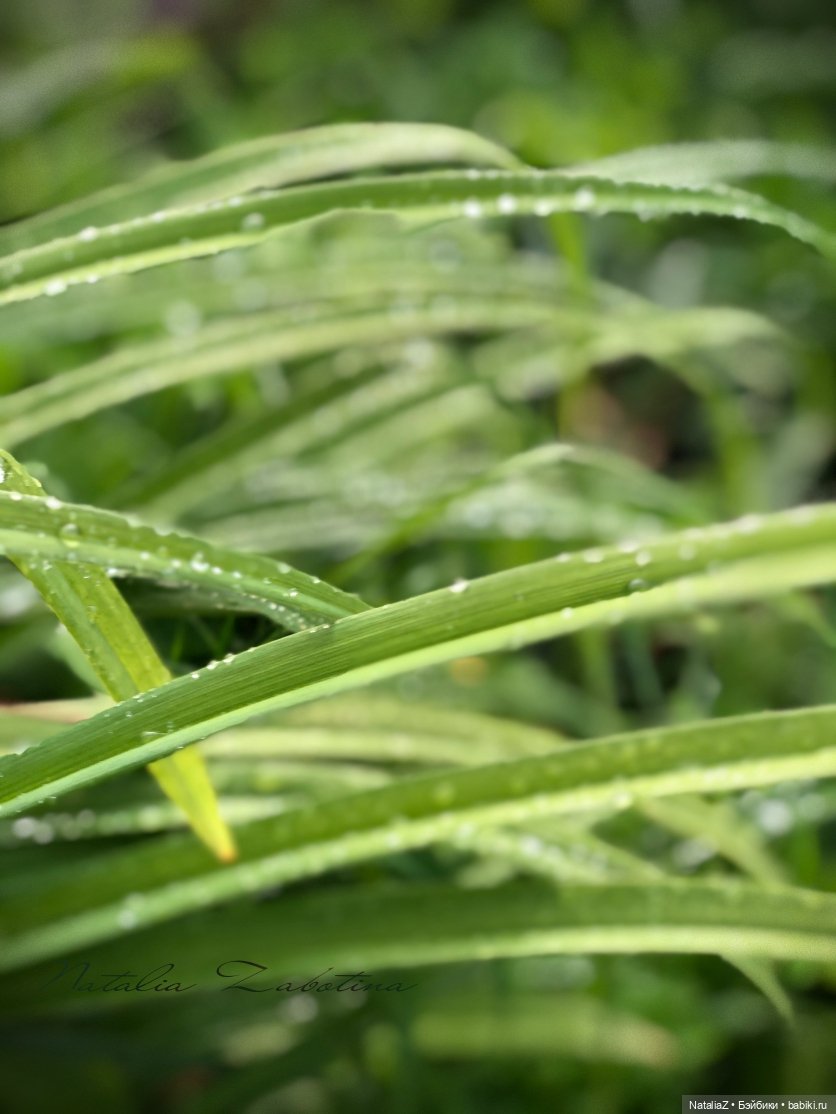 Дачница (блиц-версия) — Игровые куклы Zwergnase (Цвергназе) Junior: Джуниор