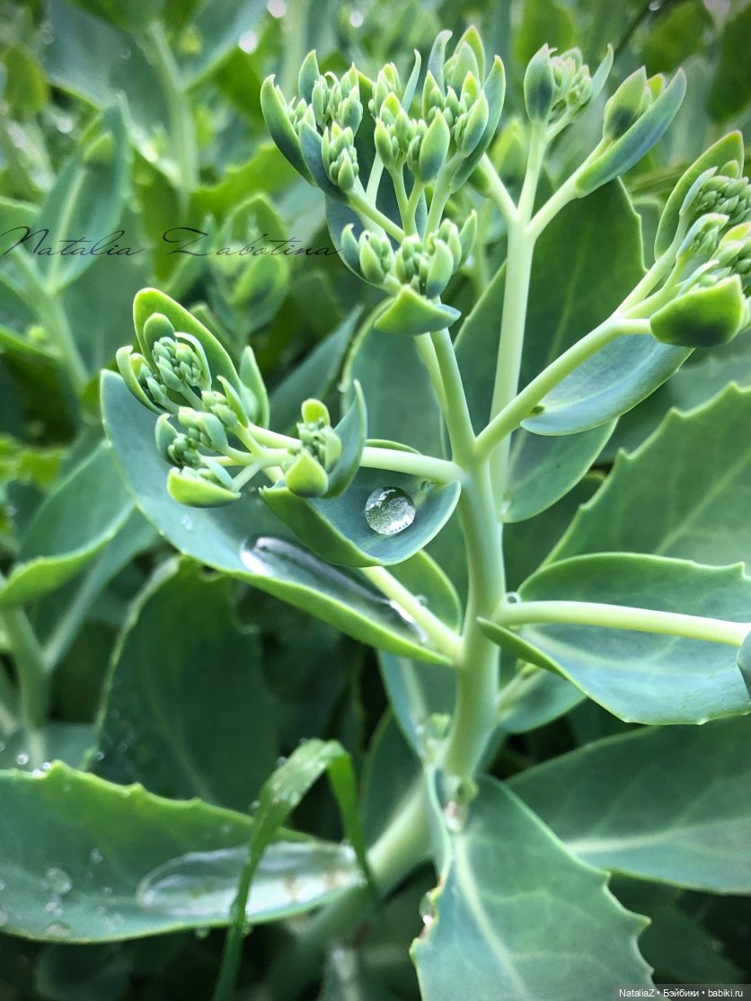 Дачница (блиц-версия) — Игровые куклы Zwergnase (Цвергназе) Junior: Джуниор