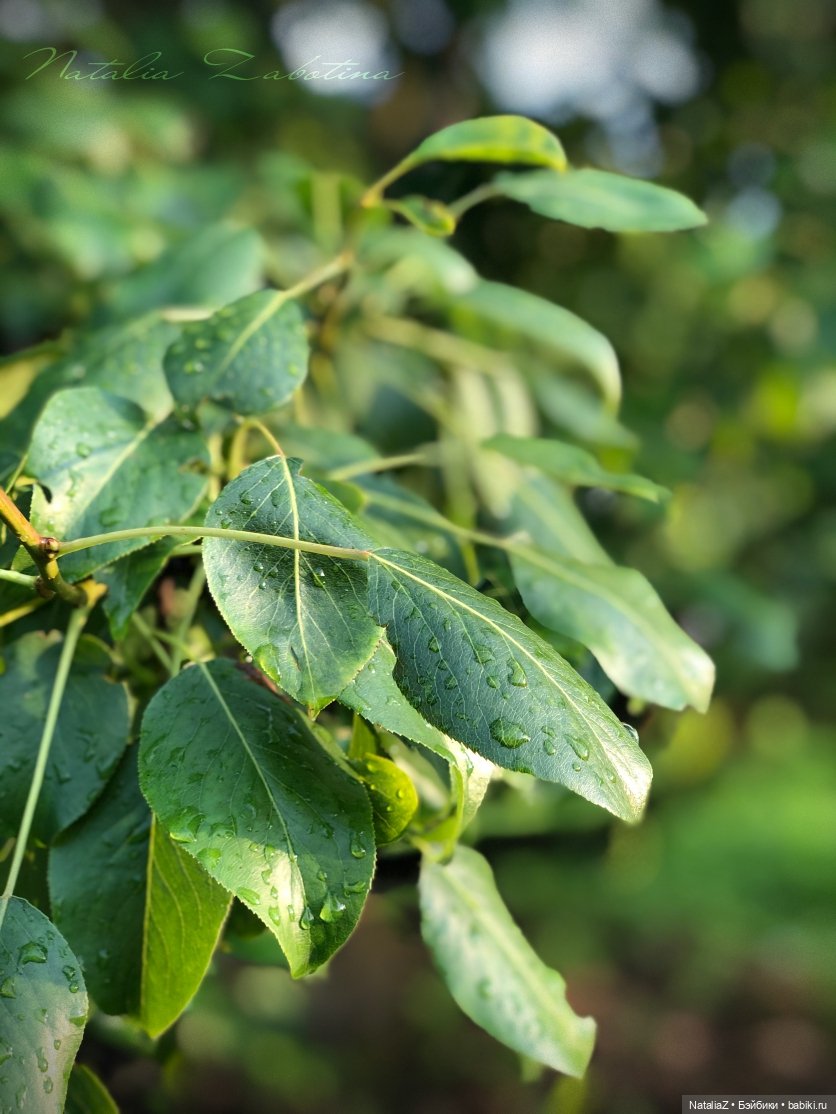 Дачница (блиц-версия) — Игровые куклы Zwergnase (Цвергназе) Junior: Джуниор