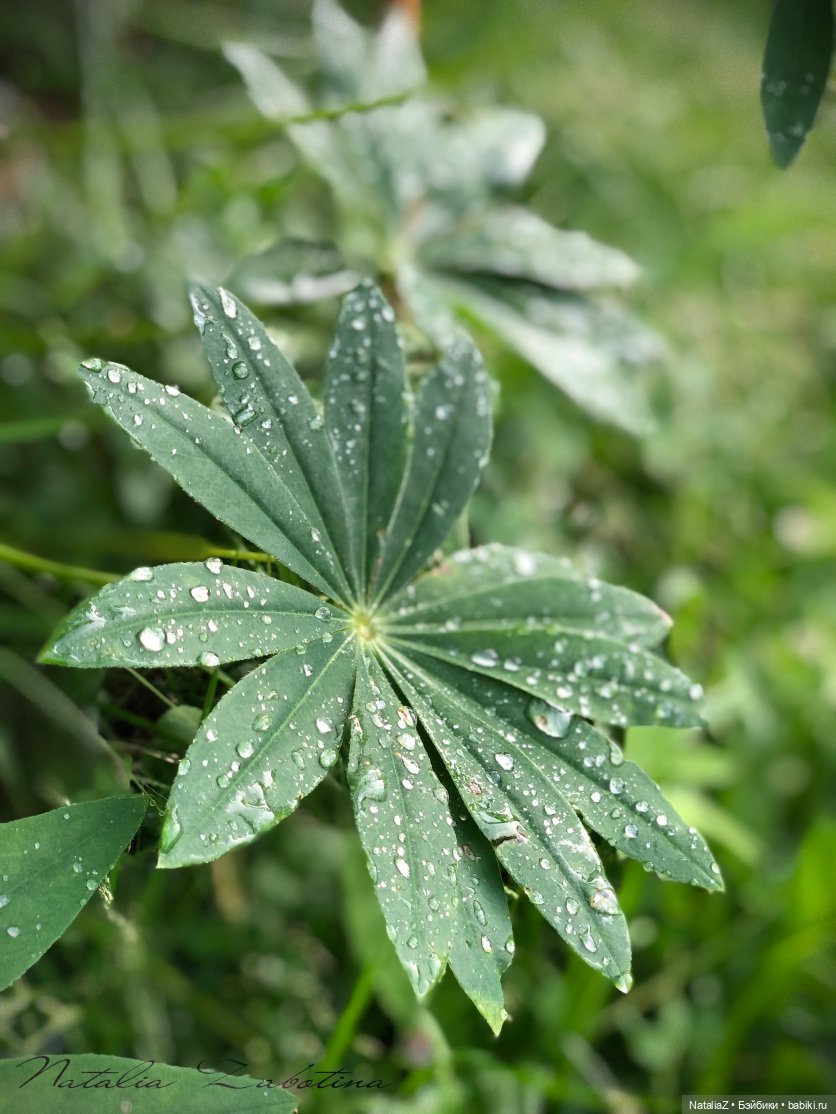 Дачница (блиц-версия) — Игровые куклы Zwergnase (Цвергназе) Junior: Джуниор (фото 7)