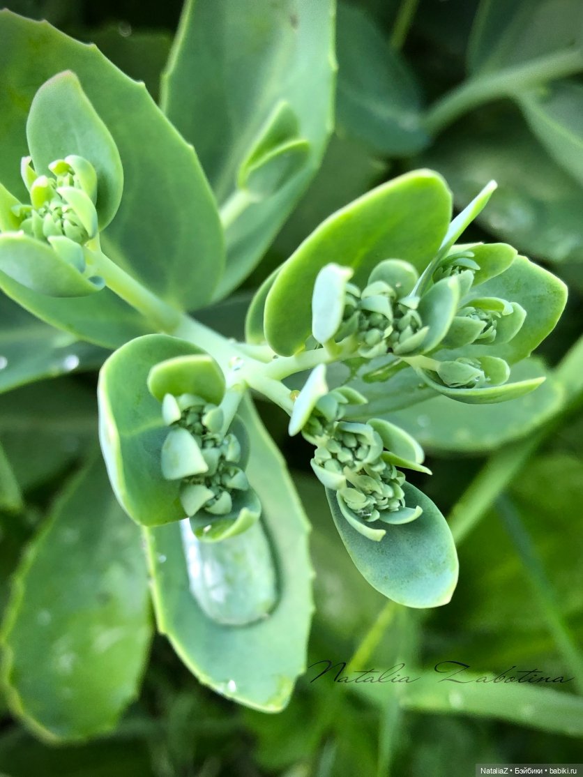 Дачница (блиц-версия) — Игровые куклы Zwergnase (Цвергназе) Junior: Джуниор (фото 4)