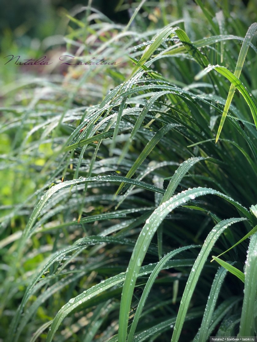 Дачница (блиц-версия) — Игровые куклы Zwergnase (Цвергназе) Junior: Джуниор