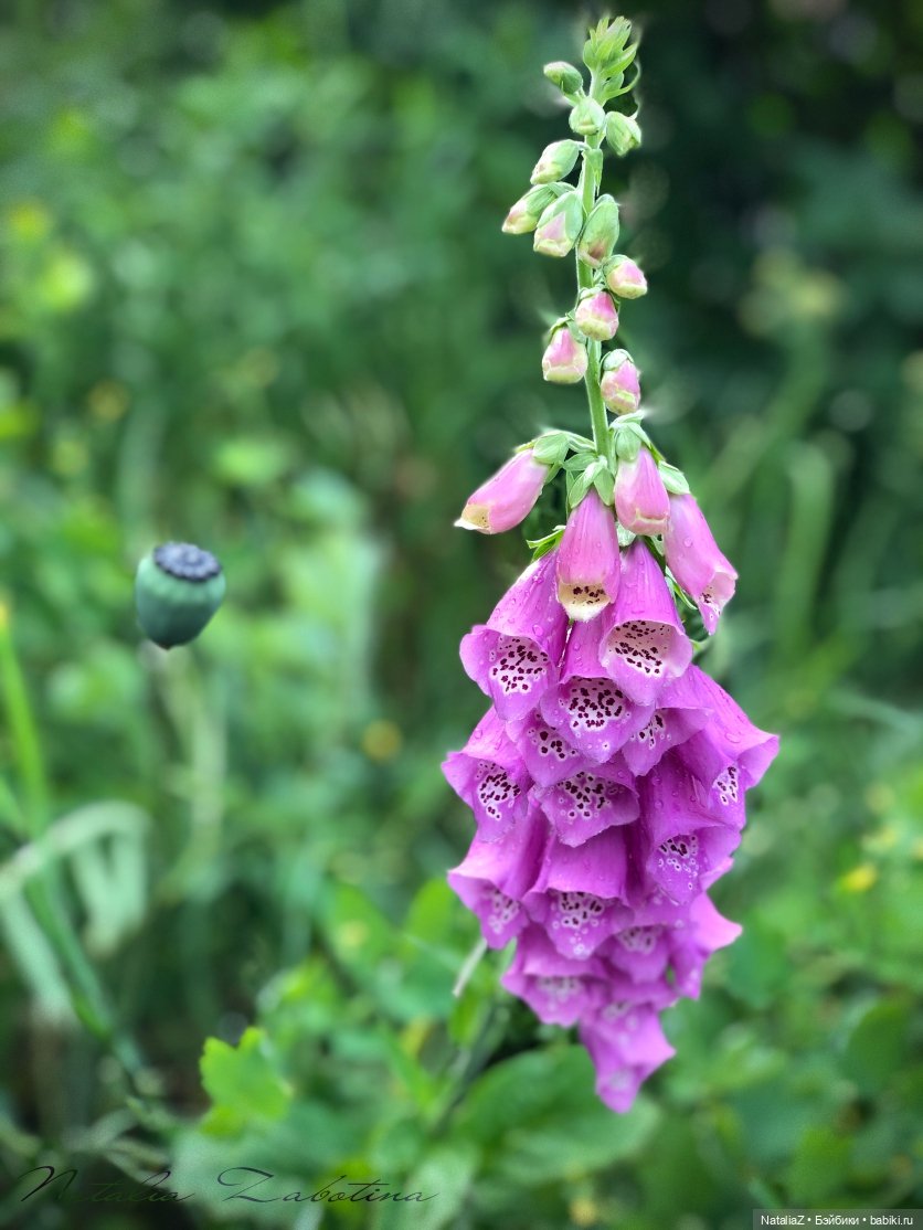 Дачница (блиц-версия) — Игровые куклы Zwergnase (Цвергназе) Junior: Джуниор