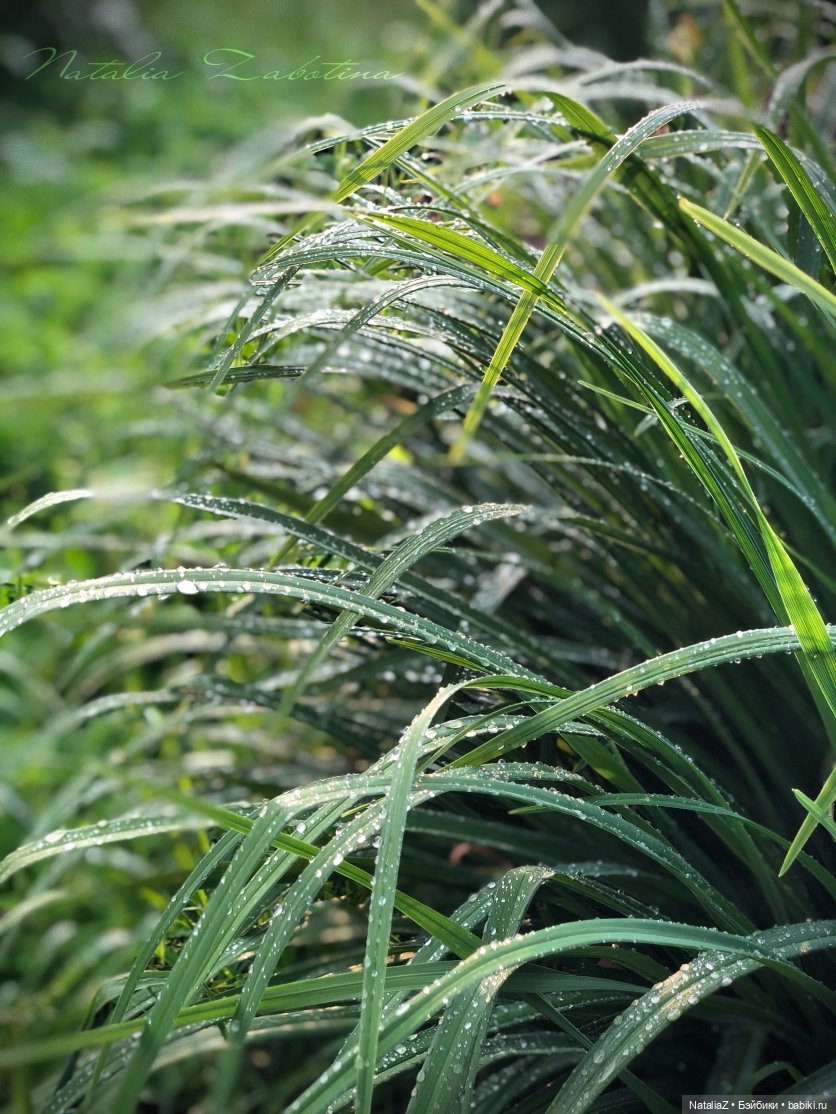 Дачница (блиц-версия) — Игровые куклы Zwergnase (Цвергназе) Junior: Джуниор