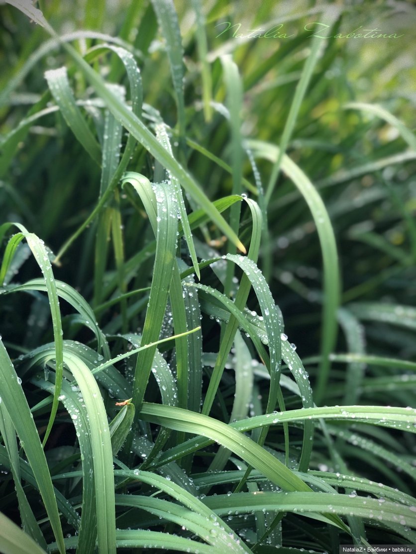 Дачница (блиц-версия) — Игровые куклы Zwergnase (Цвергназе) Junior: Джуниор