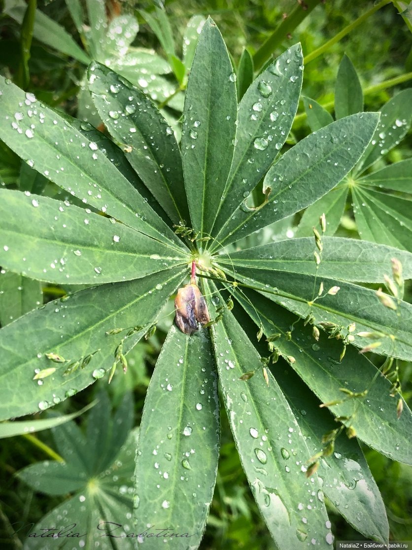 Дачница (блиц-версия) — Игровые куклы Zwergnase (Цвергназе) Junior: Джуниор (фото 6)