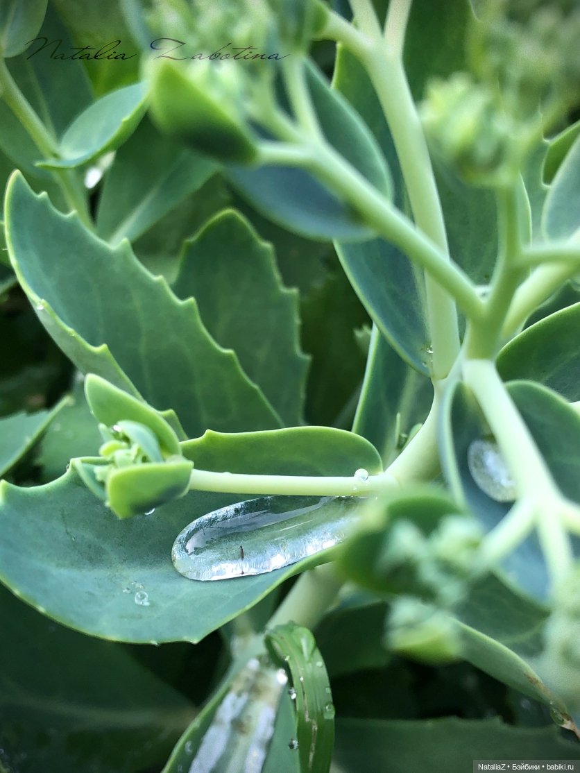 Дачница (блиц-версия) — Игровые куклы Zwergnase (Цвергназе) Junior: Джуниор (фото 2)