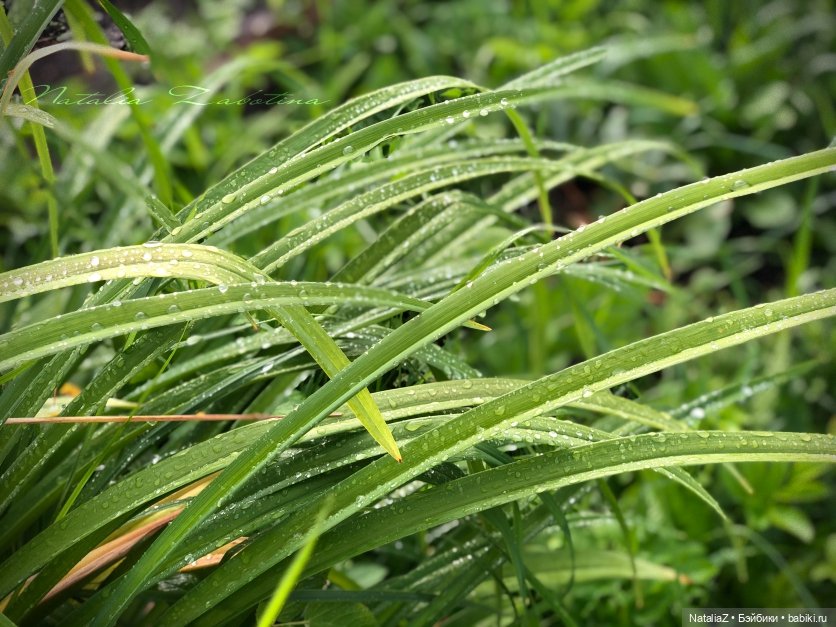 Дачница (блиц-версия) — Игровые куклы Zwergnase (Цвергназе) Junior: Джуниор