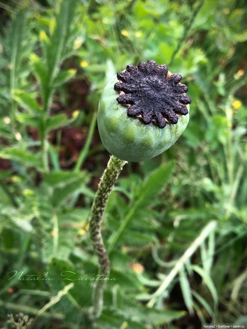 Дачница (блиц-версия) — Игровые куклы Zwergnase (Цвергназе) Junior: Джуниор