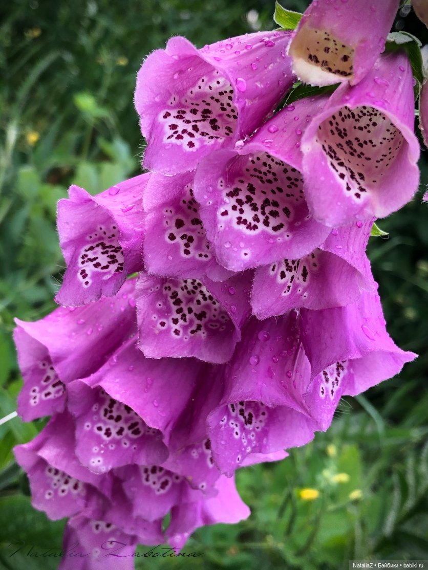 Дачница (блиц-версия) — Игровые куклы Zwergnase (Цвергназе) Junior: Джуниор