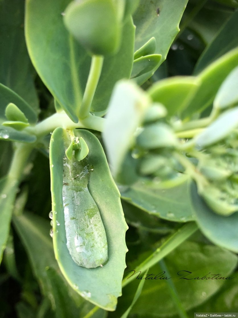 Дачница (блиц-версия) — Игровые куклы Zwergnase (Цвергназе) Junior: Джуниор (фото 5)