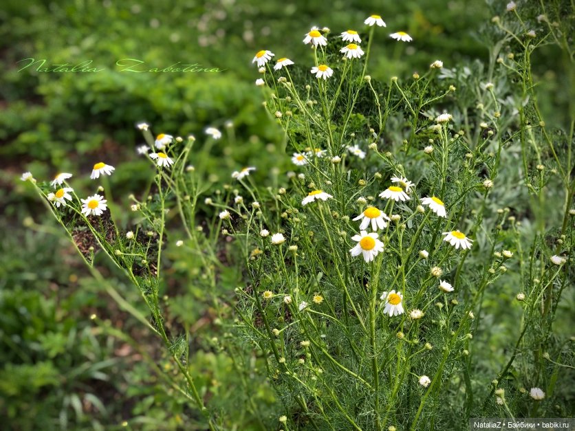 Дачница (блиц-версия) — Игровые куклы Zwergnase (Цвергназе) Junior: Джуниор