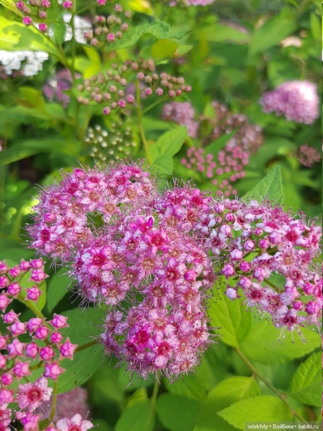 Знакомьтесь - Лушенька — Антикварные куклы Bahr & Proschild (BP): Бар и Прёшильд (фото 9)