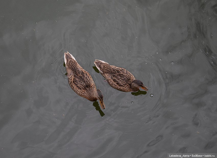 Водные процедуры — Куклы Dollstown (Доллстаун): BJD (БЖД)