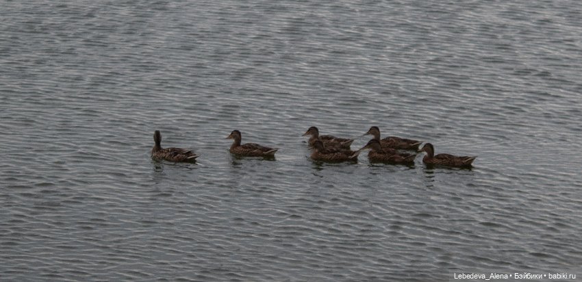 Водные процедуры — Куклы Dollstown (Доллстаун): BJD (БЖД)