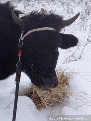 Ревнивая Лапуша — Болталка и разговоры обо всем: жизнь