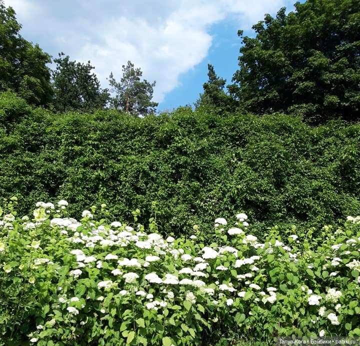 ЛиЭнн (LeeAnn) знакомится с Киевом. Поход в ботанический сад (фото 3)
