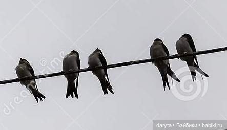 Птичьи трагедии — Болталка и разговоры обо всем: жизнь