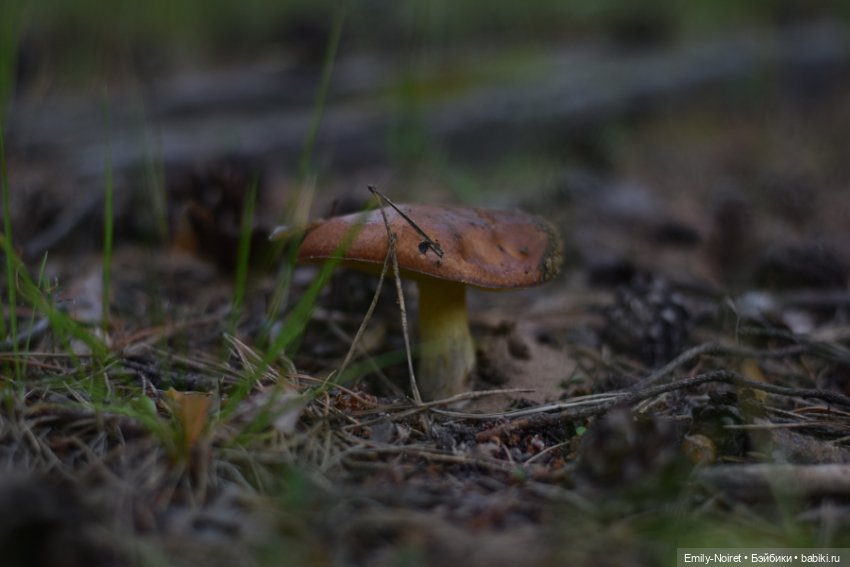 Вечер в сосновом лесу — Аниме куклы (MJD/Винил): Imomo