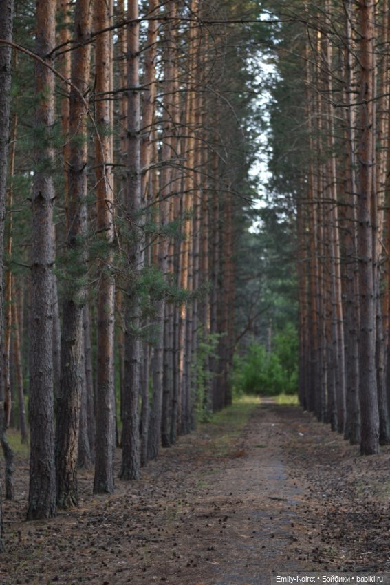 Вечер в сосновом лесу — Аниме куклы (MJD/Винил): Imomo