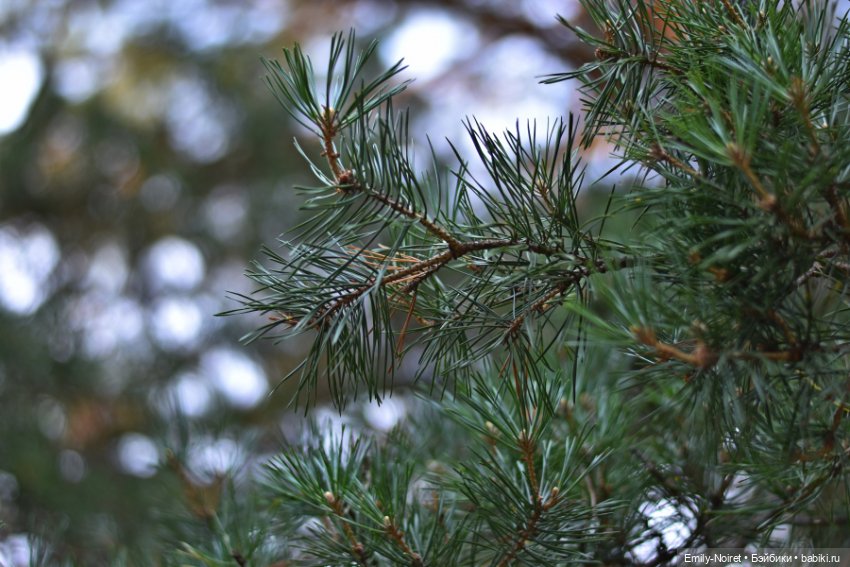 Вечер в сосновом лесу — Аниме куклы (MJD/Винил): Imomo