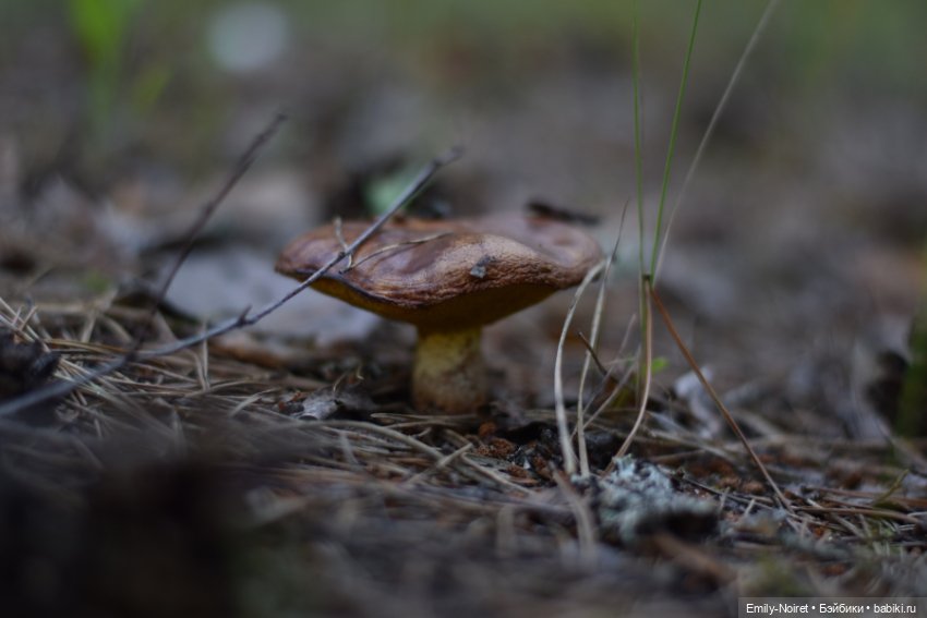 Вечер в сосновом лесу — Аниме куклы (MJD/Винил): Imomo