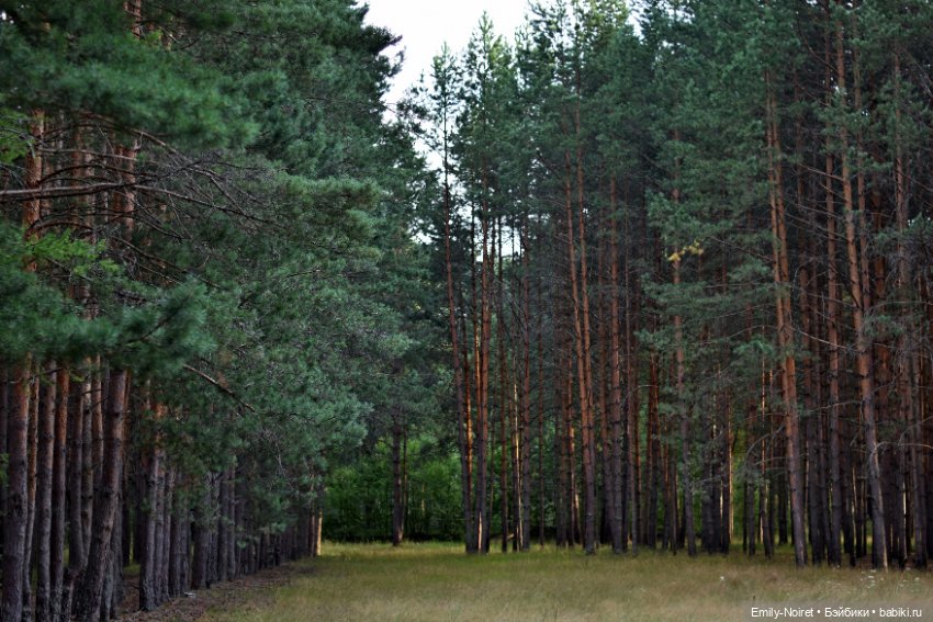 Вечер в сосновом лесу — Аниме куклы (MJD/Винил): Imomo (фото 10)