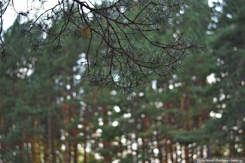 Вечер в сосновом лесу — Аниме куклы (MJD/Винил): Imomo