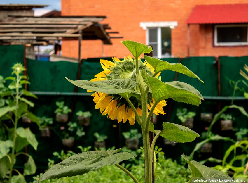 Эльфячьи зарисовки — Фотоистории с куклами BJD (БЖД): сериалы (фото 2)