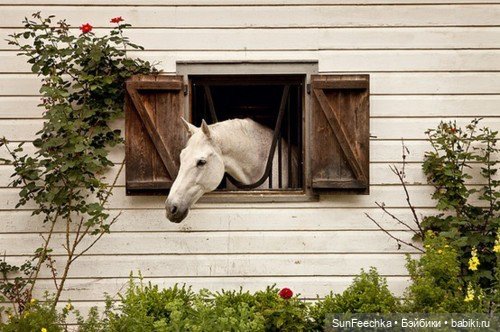 История одной лошади или мы ждём прибытия Кастро Челенджера Бруклина (фото 7)