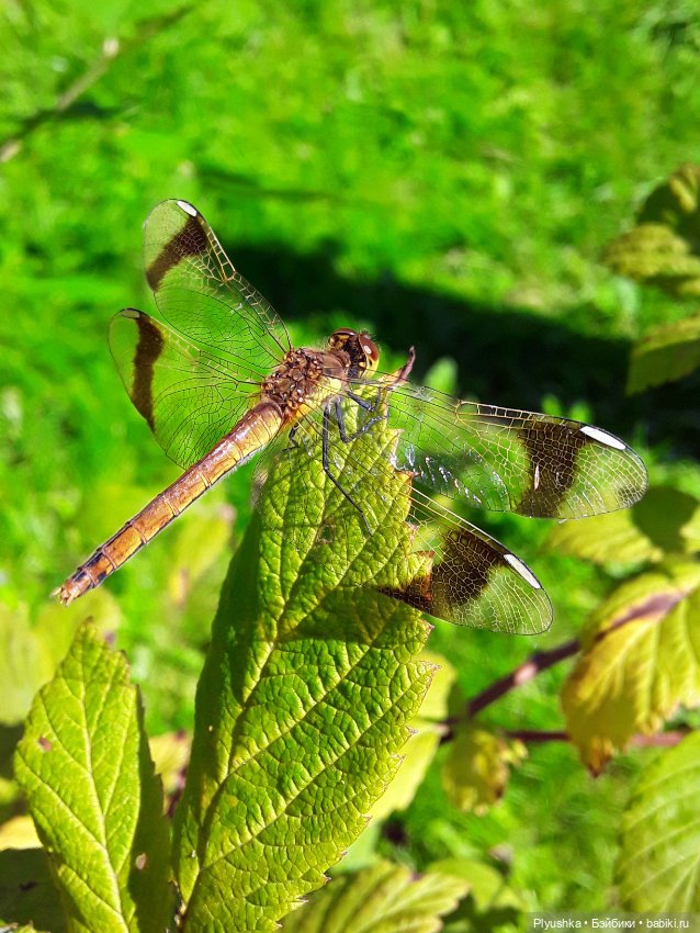 Наше лето. Мих и Михрютка (фото 2)