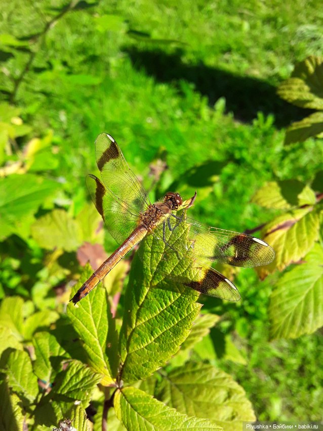 Наше лето. Мих и Михрютка