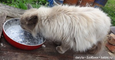 Шкряб-шкряб — Болталка и разговоры обо всем: жизнь