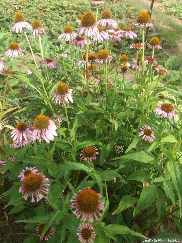 Поездка Розочки rosebud на дачу с друзьями