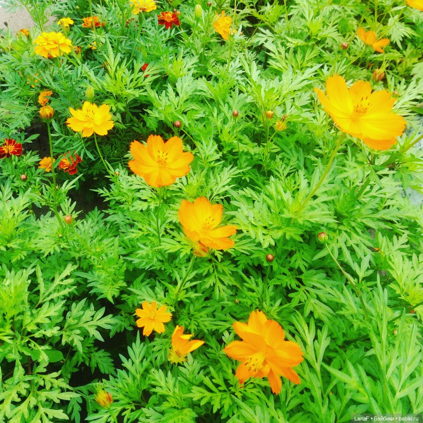 Поездка Розочки rosebud на дачу с друзьями