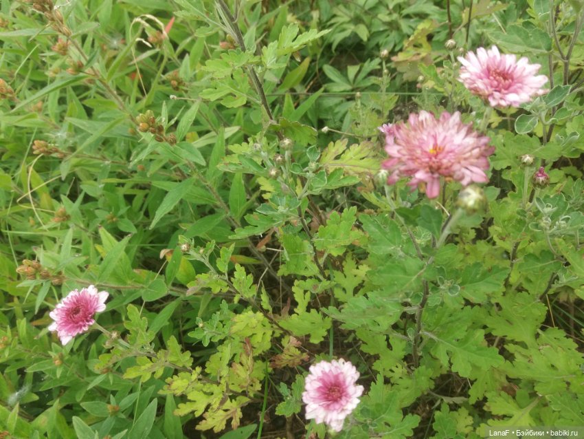 Поездка Розочки rosebud на дачу с друзьями (фото 2)