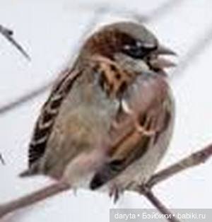 Тупой птенчик — Болталка и разговоры обо всем: жизнь