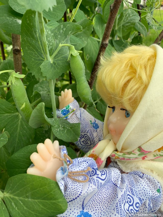 Советский винтаж. Деревня. Урожай (фото 9)