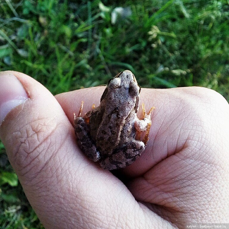 Душа Поэта — Разные шарнирные куклы (не БЖД): редкие