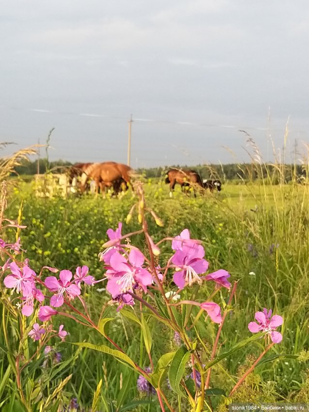 Мишкино лето — Разные шарнирные куклы (не БЖД): редкие (фото 5)